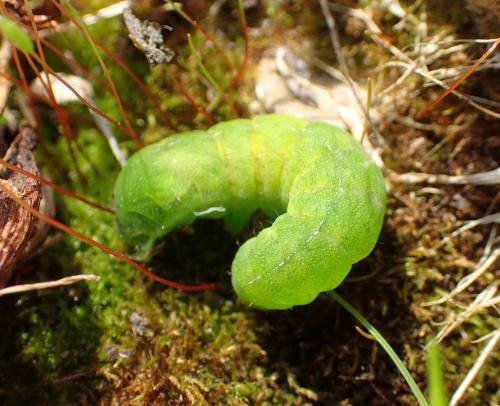 Phlogophora meticulosa